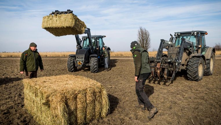 Staatsbosbeheer plaatst strobalen om dieren bij te voeden. Beeld anp