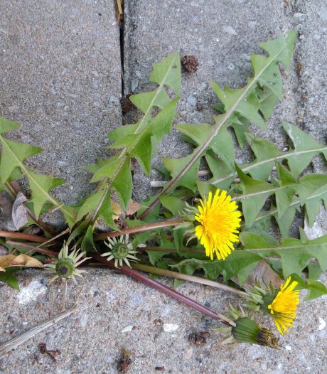 ‘Hoe krijg je het onkruid tussen de tegels het beste weg?’