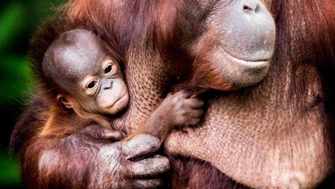 WNF luidt noodklok: er zijn steeds minder wilde dieren