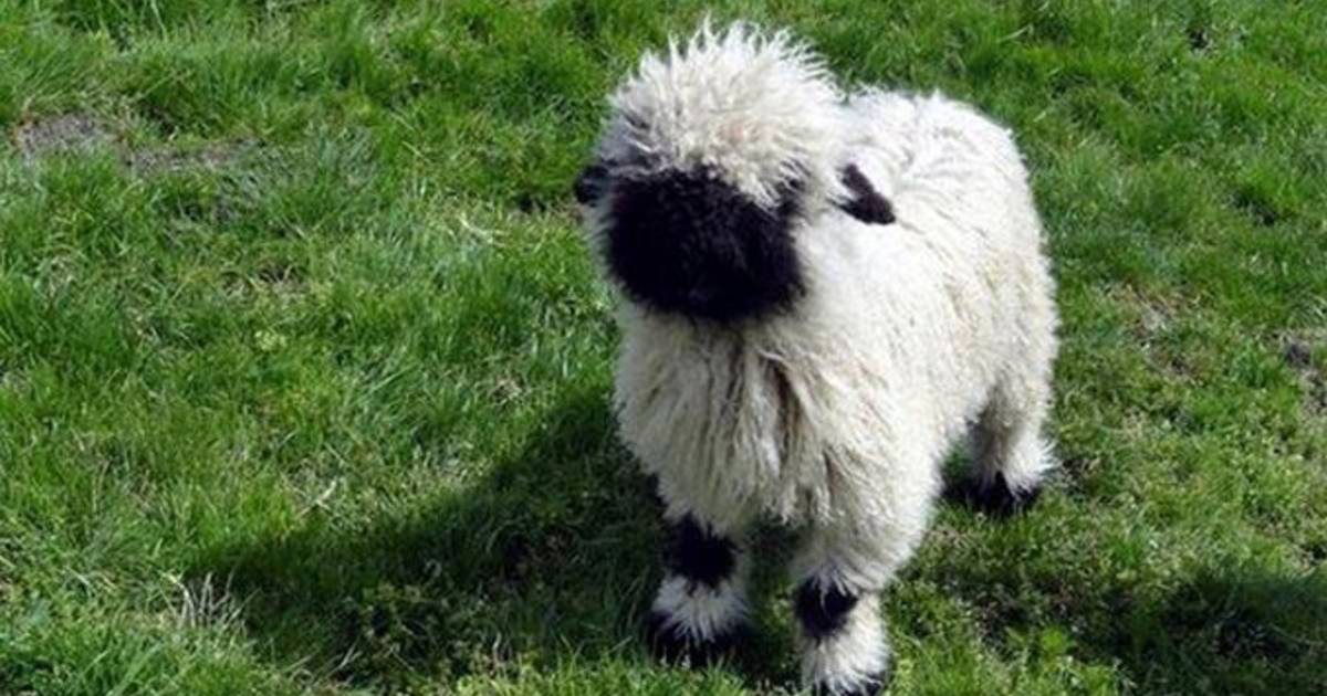 Boer bijna 70.000 euro uit aan 'schattige schapen' | Bizar | hln.be