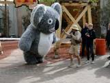 Ouwehands Dierentuin opent het nieuwe koalaverblijf Koalia
