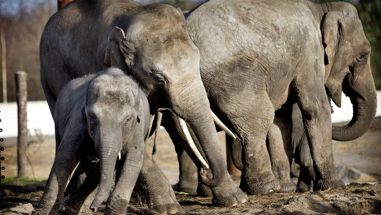 Vooral grote dieren als olifanten worden met uitsterven bedreigd, zeggen de onderzoekers. Beeld anp