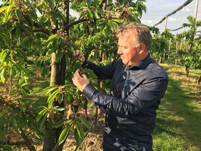 Burlat en Merchant groeien goed, 2020 wordt wél een mooi kersenjaar