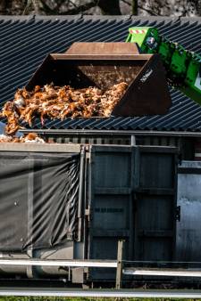 Ruim miljoen dieren geruimd in Gelderse Vallei, roep om snel in te grijpen bij vogelgriep 