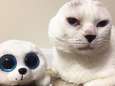 Schattig: kat die oren verloor, lijkt op favoriete knuffel