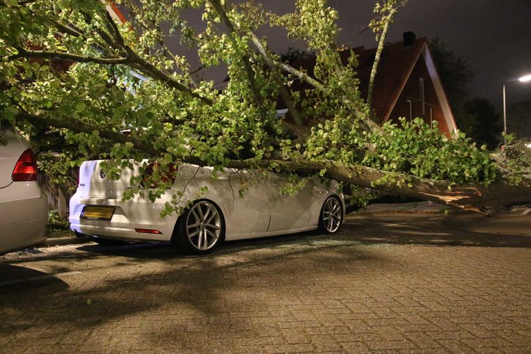 Een omgewaaide boom belandde in Rotterdam op een geparkeerde auto.  Beeld ANP
