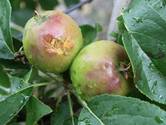 Appels en peren verpulverd door hagelstorm: ‘Laatste zestien jaar niet meegemaakt’