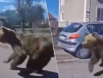 Bruine beer loopt door Slowaakse stad en verwondt vijf mensen