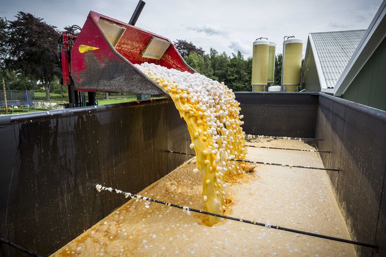 Eieren worden op last van de Nederlandse Voedsel- en Warenautoriteit vernietigd bij een pluimveehouder. Beeld ANP