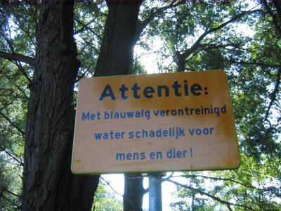 Blauwalg aangetroffen in visvijver Park Wolfsweide in Rijen