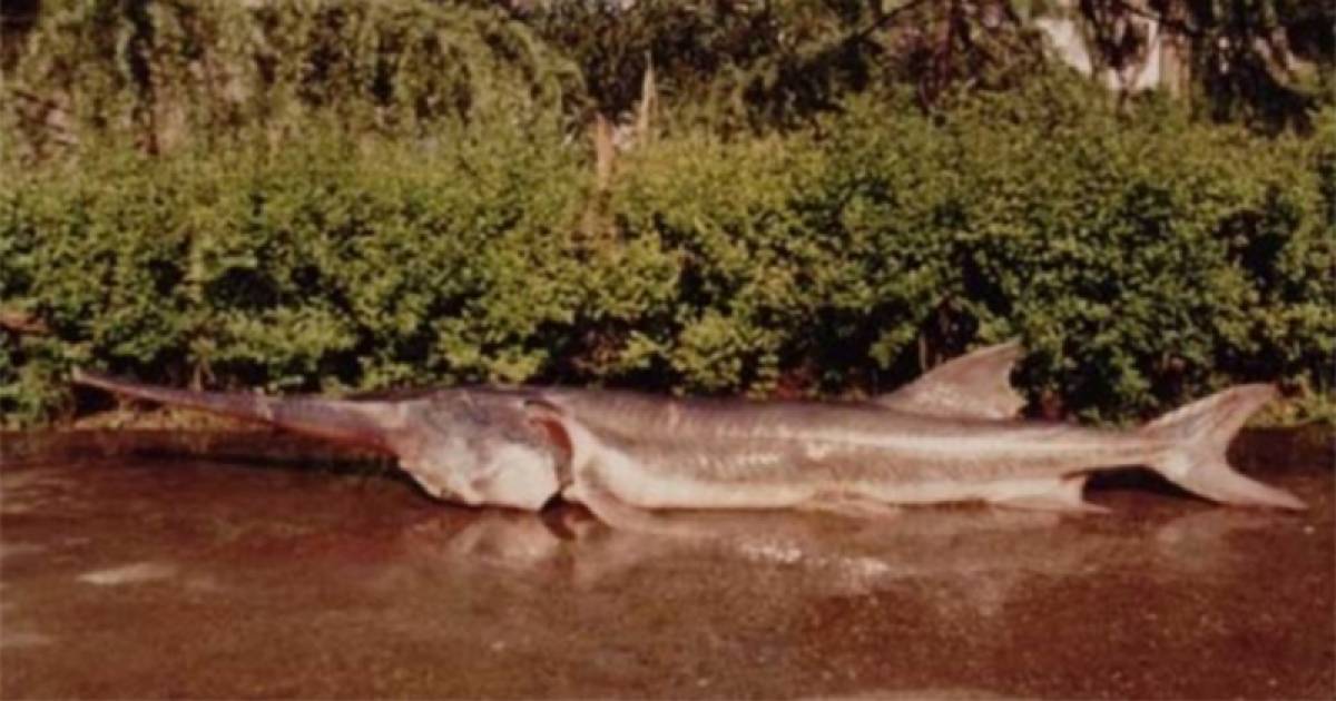 Après 200 millions d’années, le plus grand poisson d’eau douce du monde s’est éteint Sciences