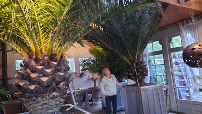 Gigantische palmbomen van meer dan 750 kilo overwinteren elk jaar in tuinhuis van Loes en Aat