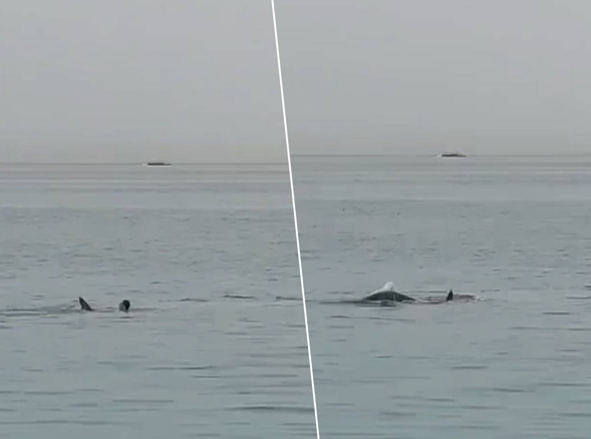 “Hij riep nog ‘papa, papa!’” 23jarige