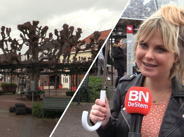 Wordt deze Brabantse boom de mooiste van Europa? 'De Moeierboom heeft nog flink wat stemmen nodig'