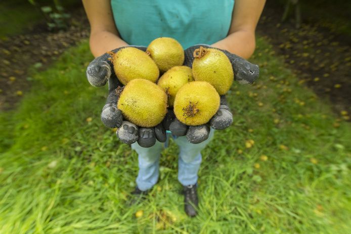 Kiwi's bij de oogst in Nieuw-Zeeland