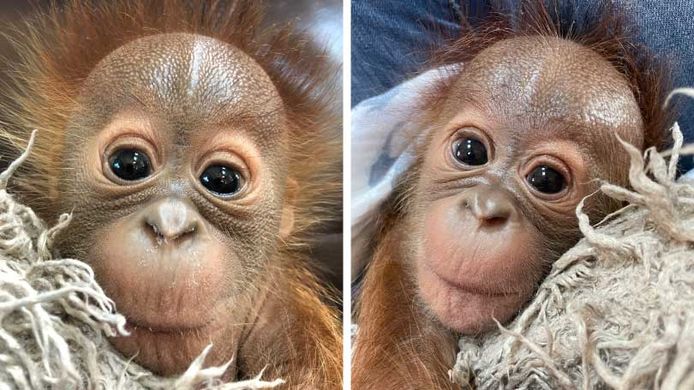 Het eerste jong van orang-oetan Zoe, de kleine Taavi. Nadat hij door zijn moeder werd verwaarloosd, wordt Taavi met de hand grootgebracht door dierenverzorgers.