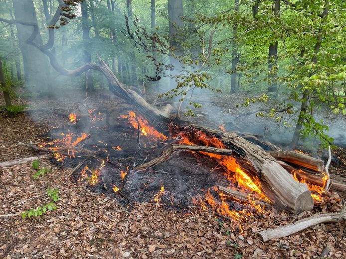 De brand in het bos aan de Mooksebaan bij Groesbeek.