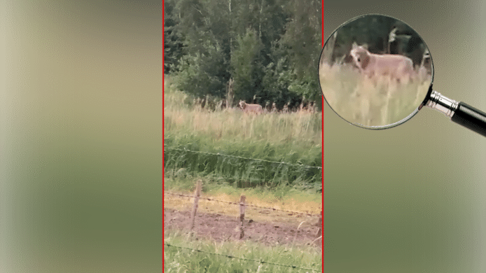 De wolf werd afgelopen week op camera vastgelegd in Vlijmen.