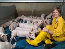‘Meer geld voor terugbrengen veestapel is mooi, maar de varkensboer verdient ook waardering’