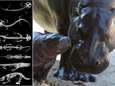 Prehistorisch zwaargewicht: uitgestorven salamander met kop van een krokodil woog naar schatting 260 kilogram, evenveel als een dwergnijlpaard