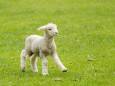 Lammetje doodgeschoten in Oud-Vossemeer