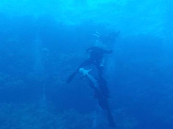 VIDEO. Oceanische witpunthaai bijt Duitse duiker in Egypte