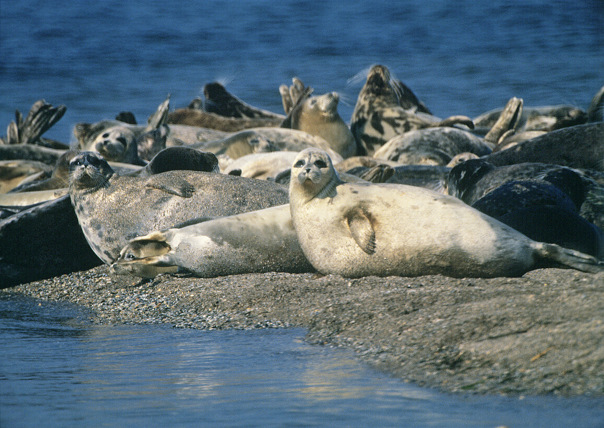 Kaspische zeehonden worden in hun leefgebied bedreigd door klimaatverandering. Beeld Getty 