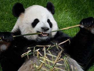 Laatste reuzenpanda’s in de VS keren terug naar China