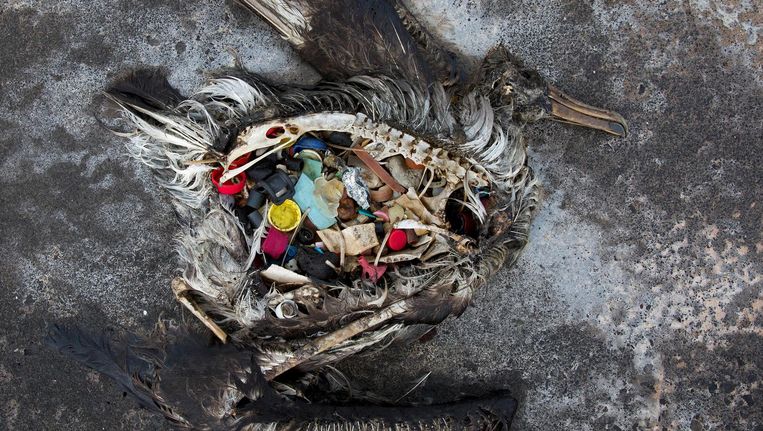 Een overleden albatros met een maag vol plastic, bij Hawaii Beeld ap