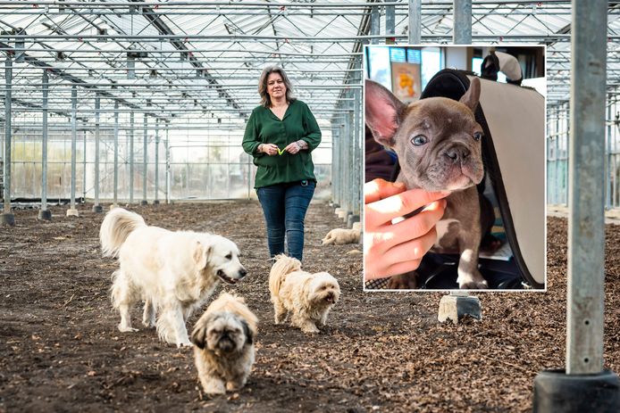 Angelique uit Ter Aar is haar puppy Rosé al drie weken kwijt. Ze is radeloos en denkt dat het rashondje is gestolen.