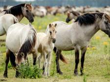 Uit Oostvaardersplassen overgeplaatste konikpaarden vermoedelijk naar de slacht
