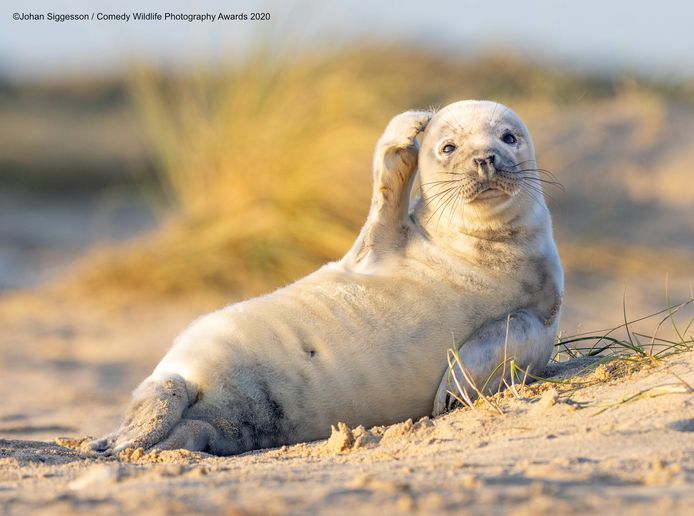 Deze zeehond in het Britse Winterton-on-Sea lijkt even de kluts kwijt.