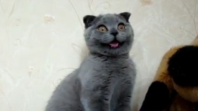 Voici Le Chat Le Plus Mignon Du Monde Insolite 7sur7 Be