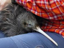Nieuw-Zeelanders woest op dierentuin Miami om behandeling nationaal troeteldier: kiwi onder fel licht
