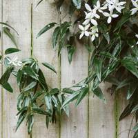 Verticaal tuinieren: zó fleur je die saaie schutting op
