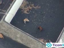 Les chiens piégés par la lave à La Palma sont sains et saufs: la preuve en images