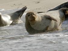 Mysterie opgelost: zeehonden Maasvlakte zijn helemaal niet verdwenen