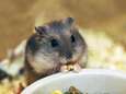 Des tests sur les hamsters à Hong Kong prouvent l'efficacité des masques