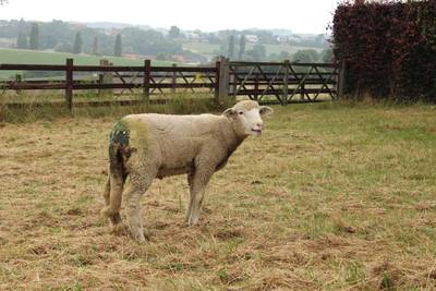 Veertigtal verwaarloosde dieren in beslag genomen in Naams dorp: rottende schapen lagen op de grond