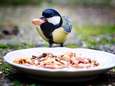 Wat vogels in de tuin te maken hebben met ons levensgeluk