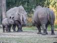 Jonge neushoorn Thomas ruilt Burgers’ Zoo in voor dierentuin van Rome