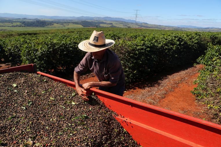 De koffie-oogst wordt binnengehaald op een plantage in de Braziliaanse deelstaat Sao Paulo. Westerse supermarkten zijn medeverantwoordelijk voor de arbeidsomstandigheden in landen die grondstoffen produceren. Beeld Reuters