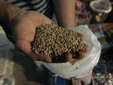 E.coli: L'UE retire des graines en provenance d'Egypte