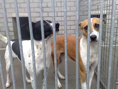 Huis vol stront en urine: tientallen slecht verzorgde honden uit vervuilde woning gehaald