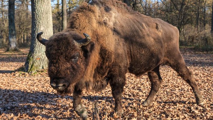 Eerste bizon in 250 jaar duikt op in Duitsland. Autoriteiten schieten hem dood
