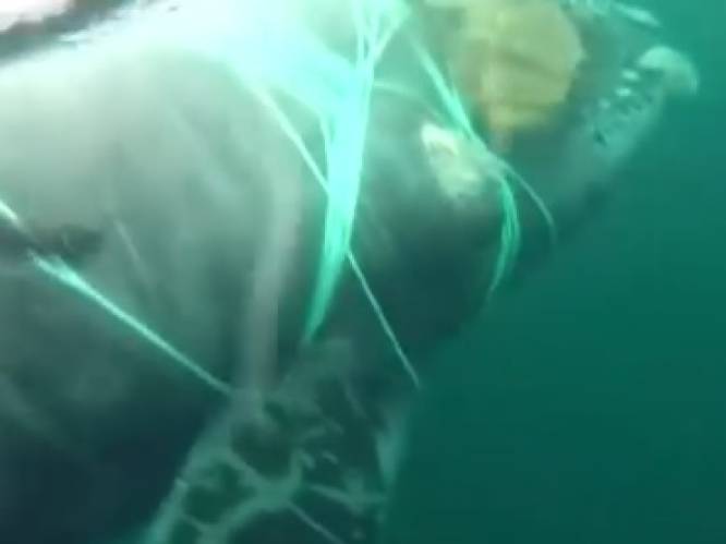 Walvis die vastzit in vissersnet op het nippertje gered van vreselijke dood