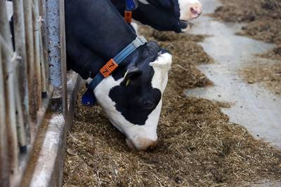 Vloer begeeft het in stal in Budel: twee kalveren komen om het leven bij val in mestput