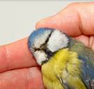 ‘Zorgwekkend’ aantal pesticiden in dode mezen