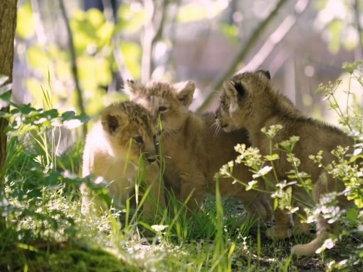 Jonge welpjes zetten eerste stap in buitenverblijf in Londen Zoo