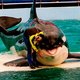 Na halve eeuw gevangenschap wordt orka Lolita (57) vrijgelaten